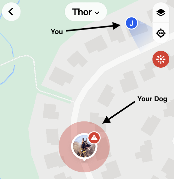 Your Position vs Dog