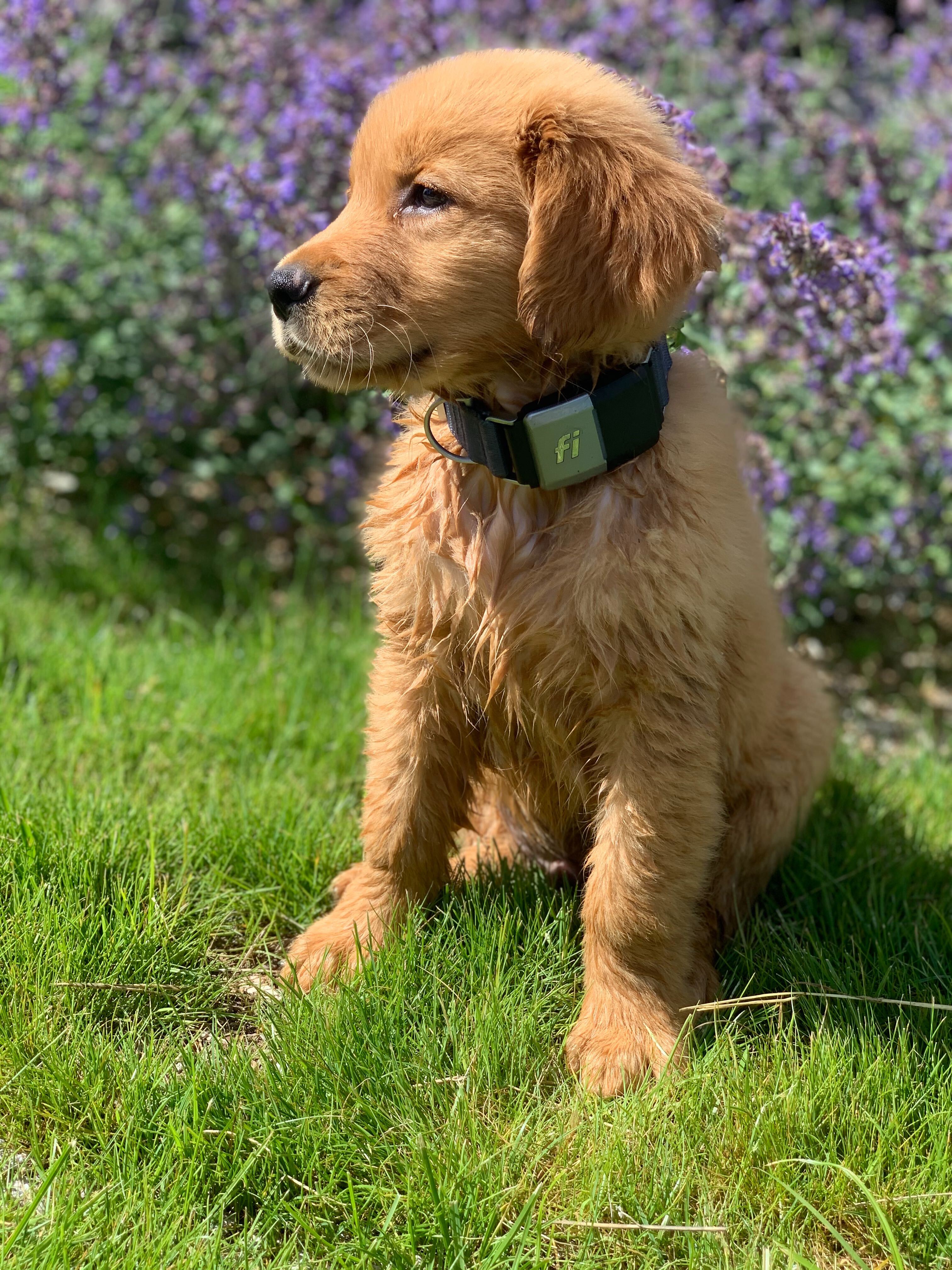 Fi collar for store dogs