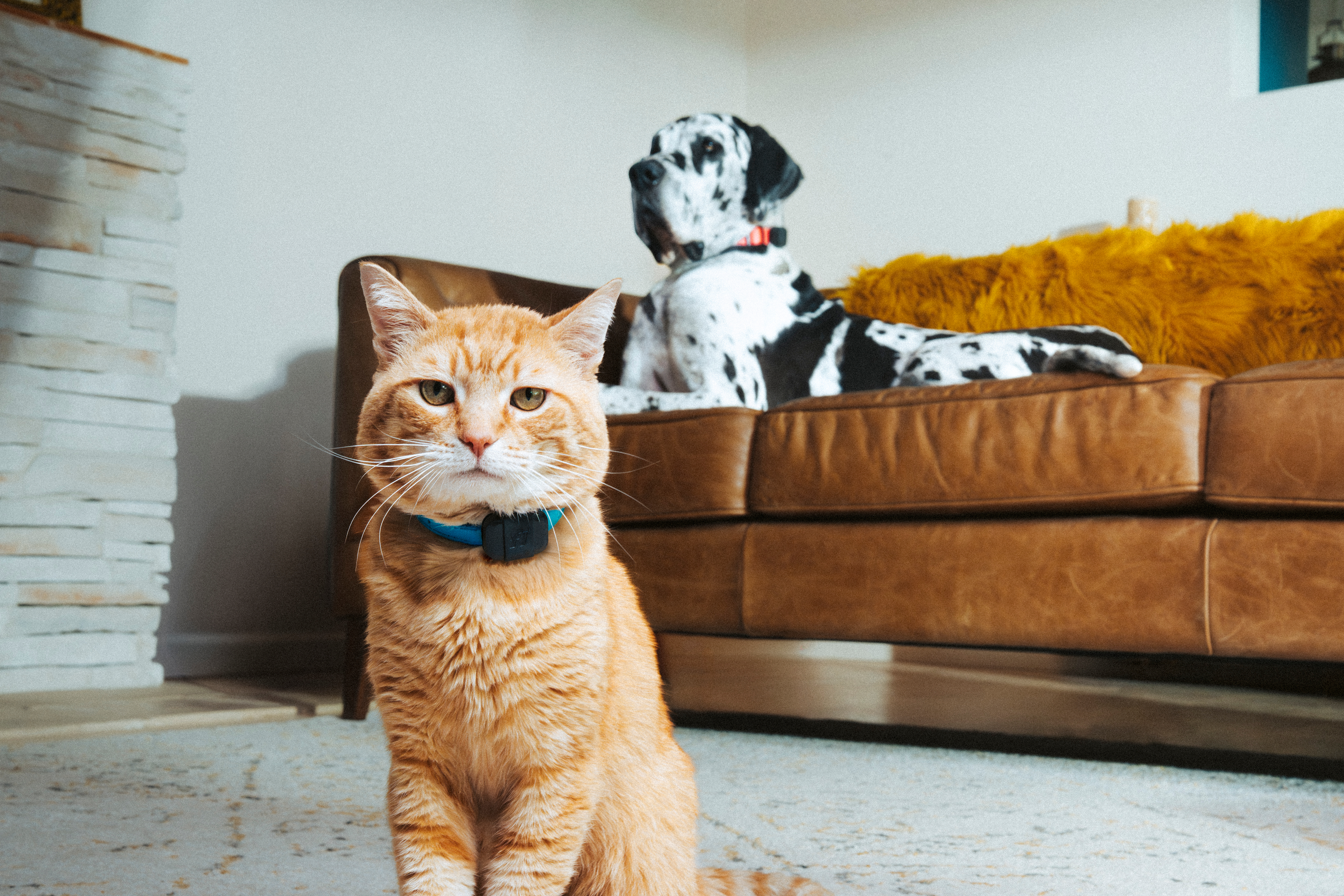 Un gato y un perro con el Fi Mini puesto